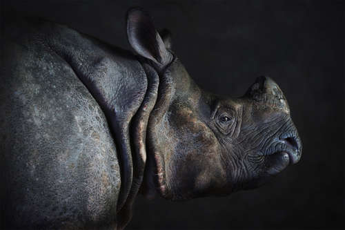 Rhino-Portrait   